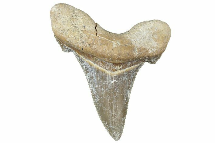 Serrated Sokolovi (Auriculatus) Shark Tooth - Dakhla, Morocco #312634